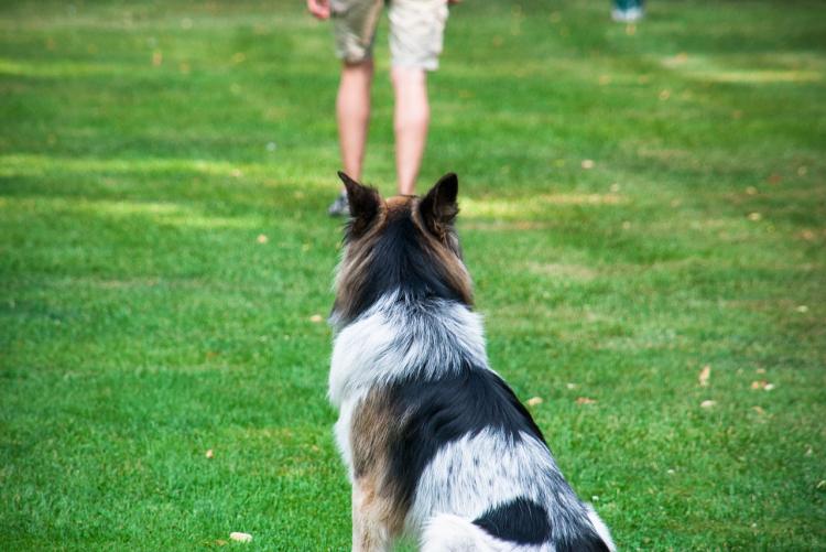 addestratore cane - Foto di Susanne da Pixabay 