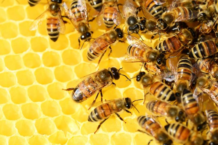 foto di api tratta da Pixabay
