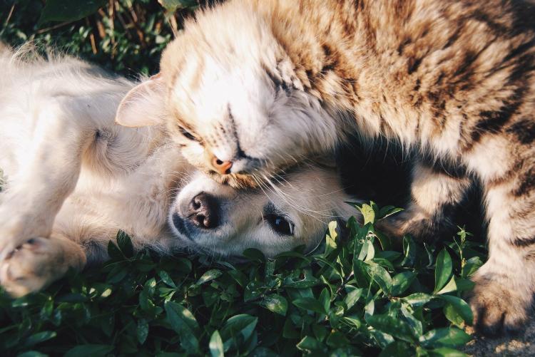foto da Pixabay di cane e gatto 