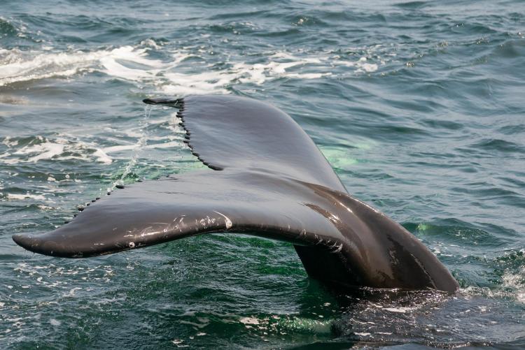 nella foto, una coda di balena - foto di Angelo Giordano da Pixabay