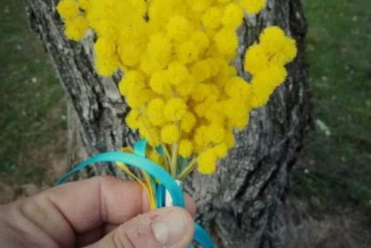 rametti di mimosa stretti da nastri che richiamano i colori dell'Ucraina