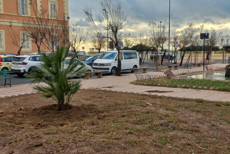 Foto delle palme nane piantate in piazza G. E. Modigliani