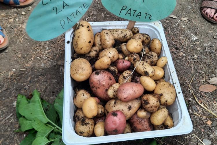 Foto raccolta delle patate a Villa Corridi