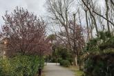 viale fiorito - parco di Villa Fabbricotti